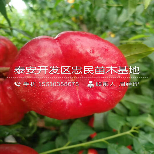 橫水雙紅最新價(jià)格概覽及行情分析