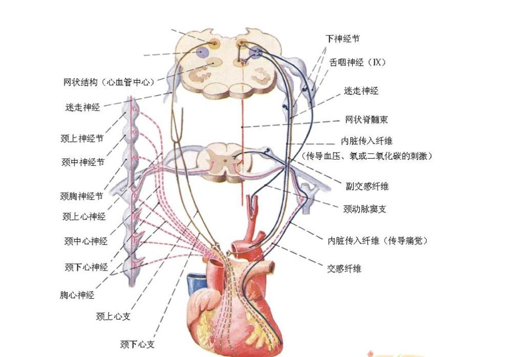 冠心病的最新治療進(jìn)展與策略探討