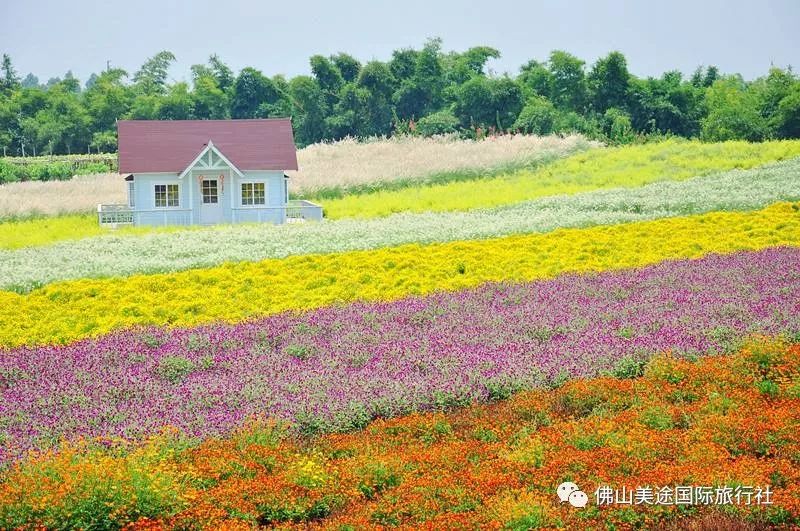 百萬葵園門票最新價格及游客體驗指南