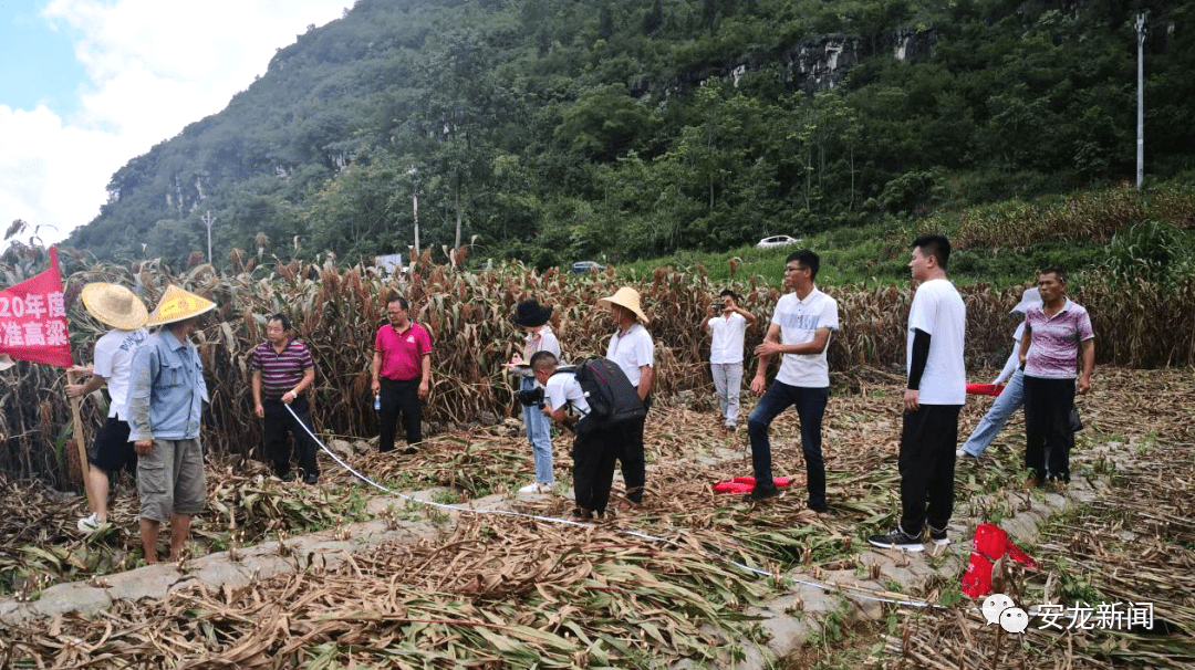 盤山縣農(nóng)業(yè)農(nóng)村局新項目推動農(nóng)業(yè)現(xiàn)代化，鄉(xiāng)村振興再添動力