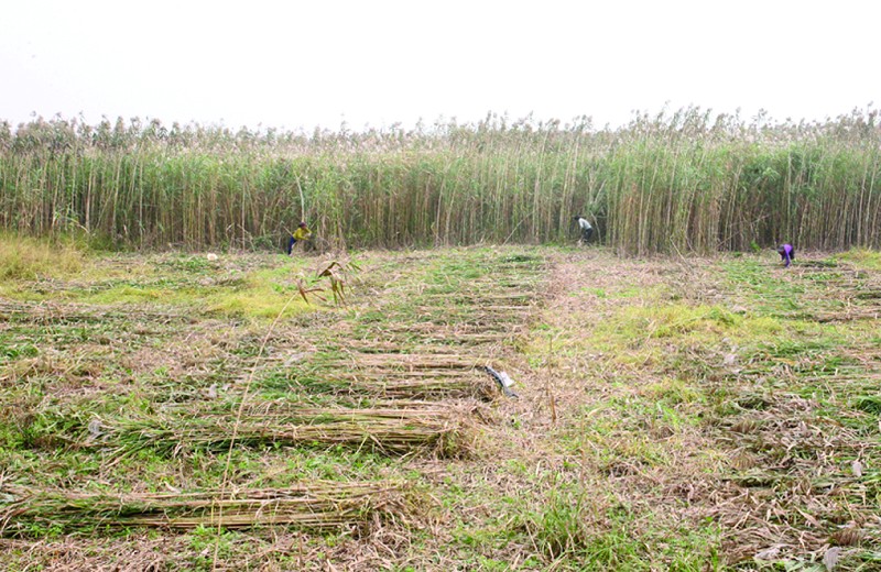 漉湖蘆葦場，打造生態(tài)經(jīng)濟示范區(qū)，推動可持續(xù)發(fā)展戰(zhàn)略的新規(guī)劃